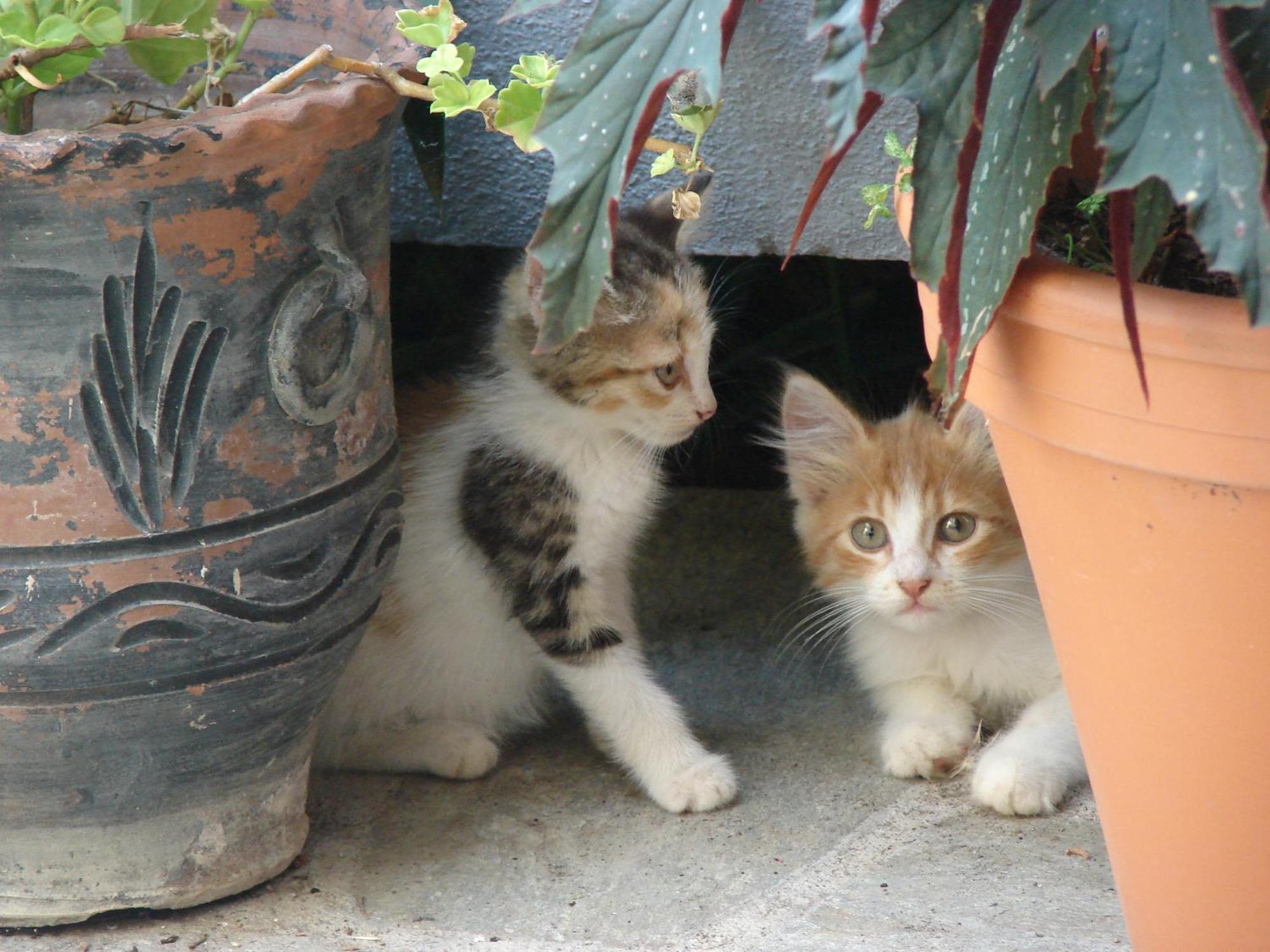 Villa Ble Skopelos Dış mekan fotoğraf
